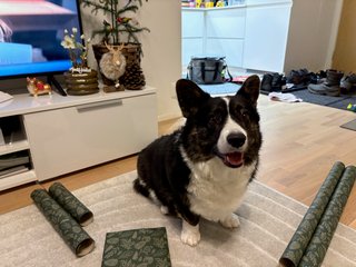 A black and white corgi cardigan sitting in between a bunch of wrapping paper and smiling. There are some Christmas decorations in the background.