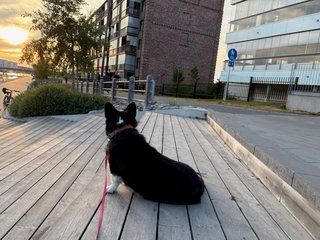 A black and white corgi cardigan sitting outside on stairs and watching the sunset.
