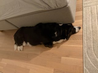 A black and white corgi cardigan lying half under a bed. She somehow looks like she is deep in thought (probably about the next meal).