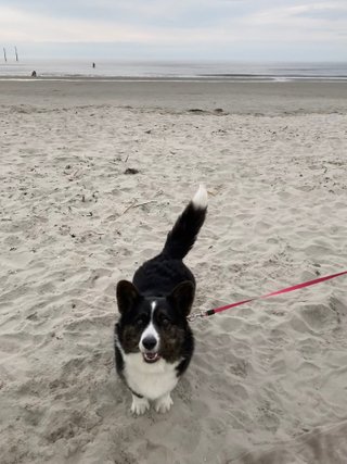 A black and white corgi cardigan standing on a wide sandy beach, smiling excitedly into the camera.