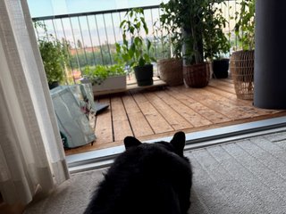 A black and white corgi cardigan lying in front of a balcony door and watching outside. There are lot of potted plants on the balcony visible.