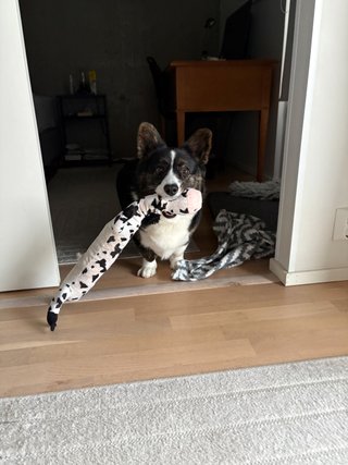 A black and white corgi cardigan carrying a dog toy with a cow pattern in her mouth.