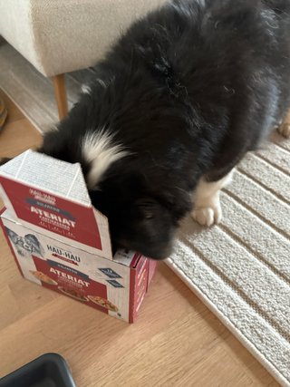 A black and white corgi cardigan with her nose deep inside a card board box that held dog food at some point.