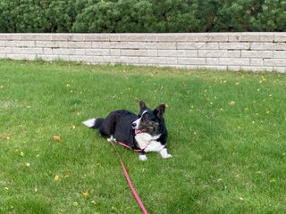 A black and white corgi cardigan lying in the grass.
