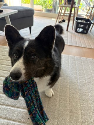A black and white corgi cardigan with a wool sock in her mouth, ready to play.