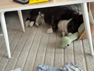 A black and white corgi cardigan sleeping under a couch table. Her head is suggled against a dog toy of a turtle.