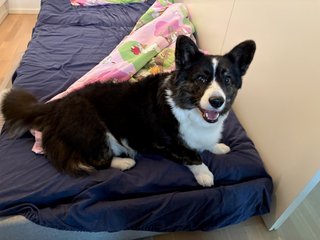A black and white corgi cardigan sitting on a guest bed, looking playfully into the camera.
