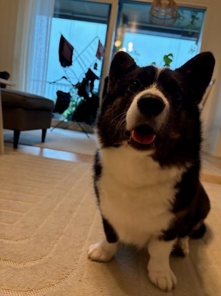 A black and white corgi cardigan, sitting and photographed slightly from below. She is watching the photographer, seemingly asking &quot;when do I get food?&quot;.