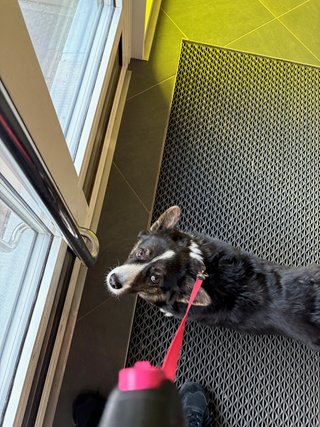 A black and white corgi cardigan waiting patiently for the photographer to open the door. She