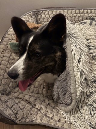 A black and white corgi cardigan looking happy and ready to play while being half hidden under a dog blanket in her dog bed.