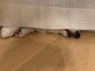 A black and white corgi cardigan sleeping underneath and behind a curtain (full of dog hair). Only her snout and her front paws are visible.