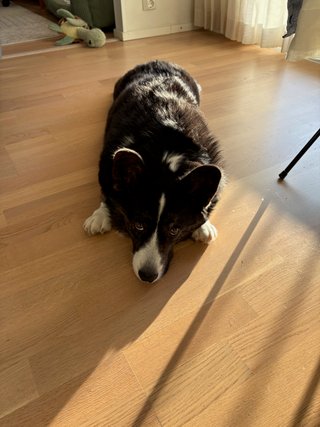 A black and white corgi cardigan doing a sploot on the floor and looking up at the camera.