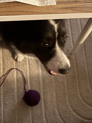 A black and white corgi cardigan looking up from under a couch table. There is a yarn ball next to her and she is smiling somewhat develish.