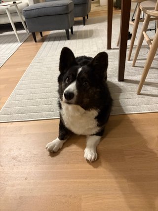 A black and white corgi cardigan lying on the floor looking suspicious towards the camera. The photo is somehwhat unsharp, but her facial expression is priceless.