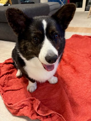 A corgi sitting on a red towel with a slightly opened mouth.