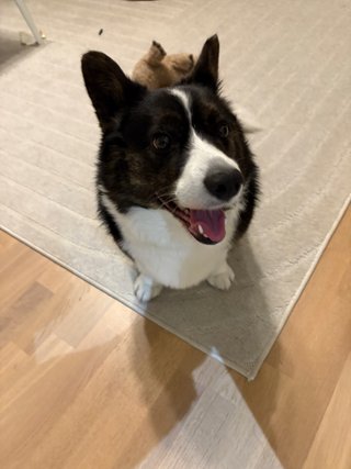 A corgi sitting on the floor with a wombat dog toy in the background.