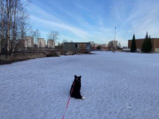 A corgi back turned to the camera is sitting in a snowy, uncultivated patch ofl and. There is a graffitied, abandoned trailer there. In the background an urban landscape is visible through some trees and vegetation. Residential buildings, a truck on the road in front of a newly built parking hall.