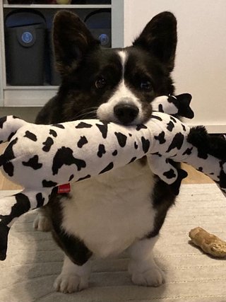 A black and white corgi standing with a pretty big dog toy patterned like cow hide in her mouth.