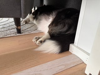 A sleeping black and white dog, photographed from behind, so that her back paws are visible, in between a couch and a recliner chair.