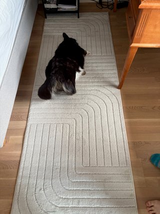 A black and white corgi rubbing its head in a playful manner on a white carpet next to a bed.