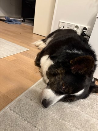 A black and white corgi laying on the floor next to a tv bench and looking at the camera. She seems quite tired.