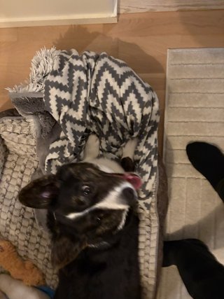 A somewhat blurry photo of a black and white corgi in her dog bed. Taken from above while playing.