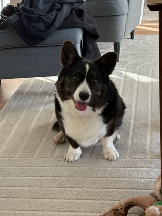 A black and white corgi sitting on the living room floor and looking straight into the camera, her head slightly tilted.