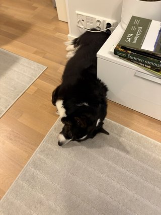 A corgi laying next to a tv bench. Next to the dog