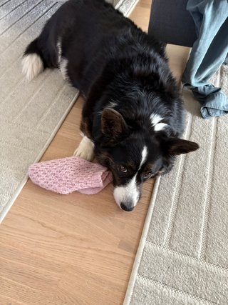 A black and white corgi lying next to a pink wool sock, looking somewhat protective of it up at the camera.