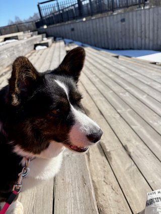 A close-up photograph of a black and white corgi sitting on a wooden staircase outside.