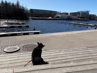 A black and white corgi sitting on a wooden staircase next to a canal.