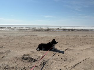 A black and white corgi lying on a beach. In the background the icy baltic sea is visible.