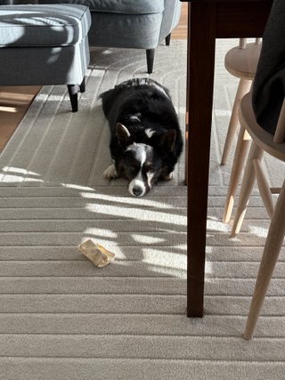A corgi laying next to a kitchen table, watching the camera. The sunlight makes an interesting play of light and shadow on her face.
