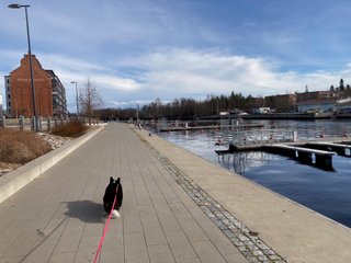 A black and white corgi photographed from behind. She is walking next to a canal with a couple of boat stages next to her.