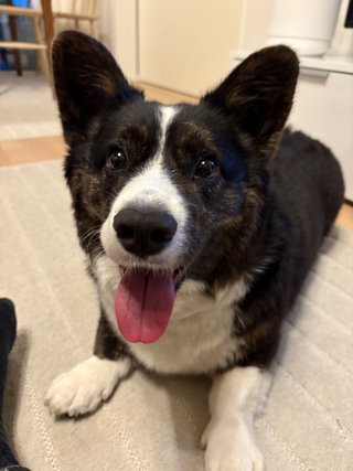 A black and white corgi cardigan lying on the floor, looking directly at the camera.