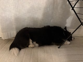 A black and white corgi cardigan lying next to curtain and behind a drying rack. She is facing away from the camera, resting.