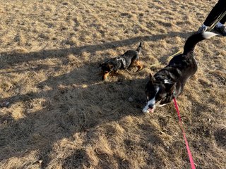 A black and white corgi cardigan walking next to a brown small dog of undetermined breed. They look like they have been playing together.