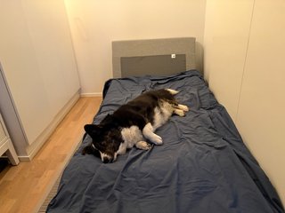 A black and white corgi cardigan lying on a small bed made for humans in a very small room.