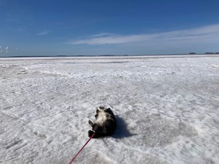 A black and white corgi cardigan lying on her back on a frozen part of the baltic sea. The horizon is far away and some small islands are visible relatively far way.