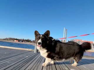 A black and white corgi cardigan standing next to a canal on a platform. She looks straight into the camera and has her tongue out.