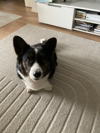A black and white corgi cardigan sitting on the floor and looking up to camera. She looks very cute, as if expecting a treat.