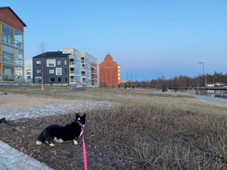 A black and white corgi cardigan standing on a patch of grass. There are some residental buildings in the background.
