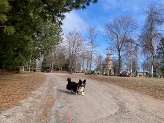 A black and white corgi cardigan standing in front of a park. There are people, bikes and some trees and an old wooden building (the &quot;t&#228;htitorni&quot; observatory caf&#233; Oulu) in the background.