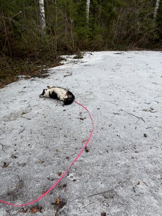 A black and white corgi cardigan is enjoying a patch of snow she found, by rubbing her back on it.