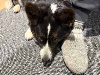 A black and white corgi cardigan is lying on a round carpet and leaning her head against a human