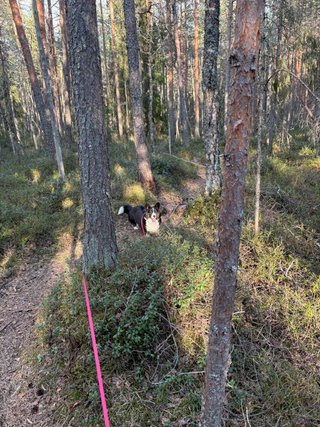 A black and white corgi on a bending forest trail. It
