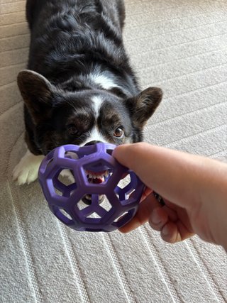 A black and white corgi playing tug with a dog toy. The toy is a ball with many holes. You can see her teeth through the holes.