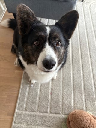 A black and white corgi looking into the camera while sitting on the floor.