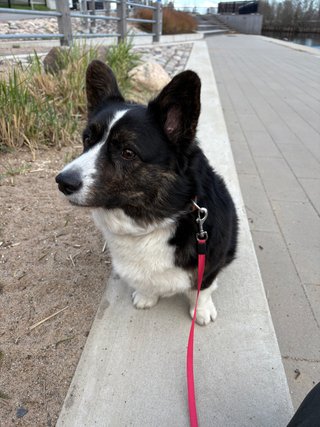 A black and white corgi sitting on a low wall outside and looking past the camera. She is looking kind of tense.