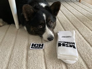 A black and white corgi lying next to Erika Vikman merchandise, consisting of a patch and socks reading 